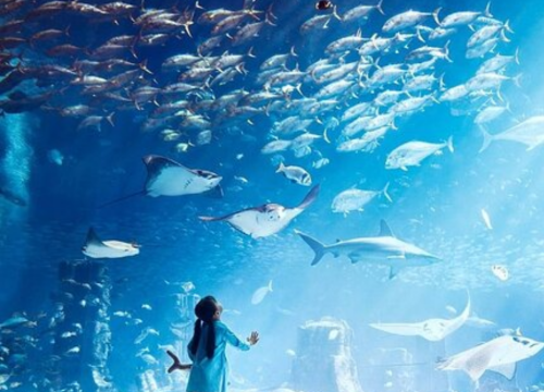 Lost Chambers Aquarium - Atlantis, The Palm